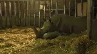 A rhino calf is born in Dublin Zoo