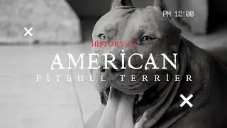 History of American Pitbull Terrier