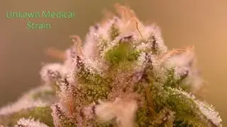 My Second Grow Ever (2024) - Unkown Strain ❓🤷&zwj;♂️❓ 100% Organic, Best Weed Ever?