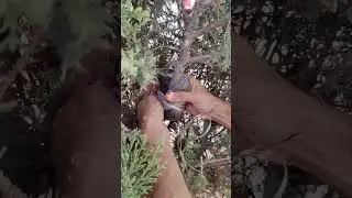How to propagate CYPRESS PLANT by Airlayering full process