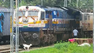 Goat Helps Train...Incredible