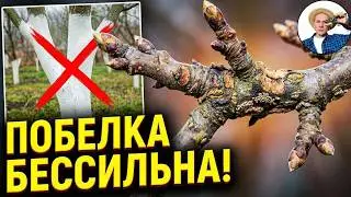 ЭТО КРУЧЕ САДОВОЙ ПОБЕЛКИ: Чем защитить сад ранней весной