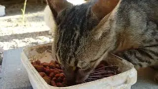 cute tabby cat is eating food | Helping Stray Cats in Turkey