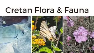 Cretan Flora & Fauna