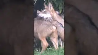 Wolves bonding. Close encounter #wolf #canislupus #lupo #wilk