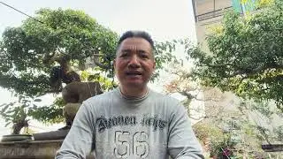 Cách lựa chọn phôi cây cảnh thế nào để làm?