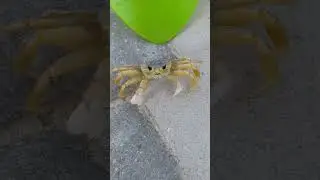 Crab attack! 🦀 Giant sand crab tried to get us in the pool #crab #beach #pool #crabattack #vacation