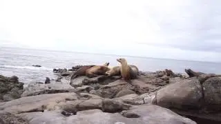 California sea lions