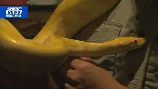 SC lawmakers reconsider ban venomous reptile ownership