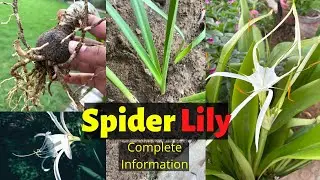 Spider Lily Plant Care | Complete Information | Hindi | Home gardening