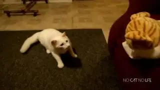 Startled Cats Compilation funny the best escape afraid cat