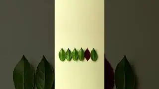 #time #leaf #newton #stopmotion #satisfying #design #funny #animation #nature