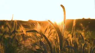 Mardin OIZ Flour, Bulghur and Pasta Sector Group | Trailer (Arabic Version)