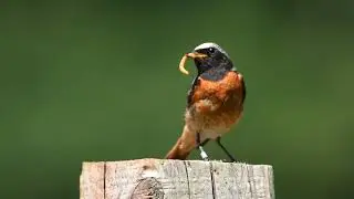 Male Redstart at Thursley Common on 27th June 2018
