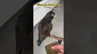 How much money do you need if you have a parrot #pionus #parrotowner #bronzewinged #petmemes