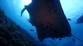 360° Underwater: Manta Rays Circling Above Divers for 30 Minutes