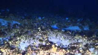 Gorgonian gardens (Villogorgia bebrycoides) in hard substrata