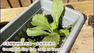 白菜種植過程全紀錄- 由催芽到收成 🥬🥬🥬 Growing Pak Choy from seeds to harvest