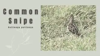 Field behavior of Common Snipe - Gallinago gallinago #Birds of India