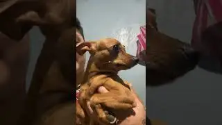 #cute #highlights #shortvideo #cutedogs #dog #dogs #chihuahua #shorts #highlight