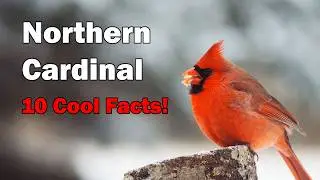 Northern Cardinal  - 10 Interesting Facts!