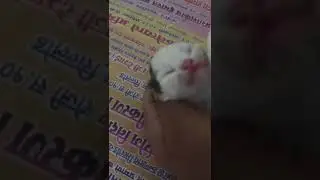 how to Clear Fungal Infection Fungal Treatment on 😻 Airomat Cattery 😻+918719025505