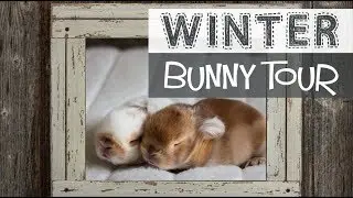 WINTER BUNNY TOUR - Down to 10 Bunnies!