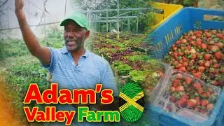 The Mono Crop Farmer That Brings Life To Jamaica’s Farm Life In Adams Valley 🍓🍓🥗