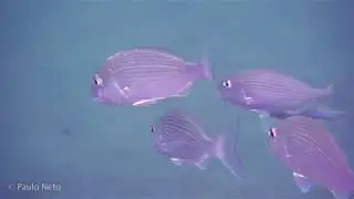 2019-10-05 - Sealine/GMC Dive Site
