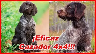 Braco ALEMÁN DE PELO DURO- CARACTERÍSTICAS y curiosidades
