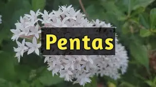 Best Flowering Plant for Butterfly Garden ( Pentas )