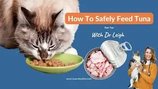 Tips To Safely Feed Cats Tuna