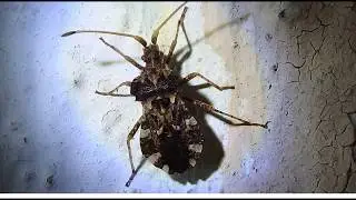 Centrocoris sp. (Coreidae)  Greece  21.11.2018