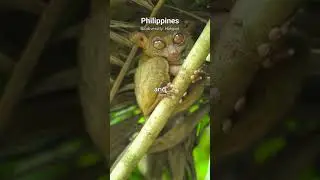 Philippines biodiversity #ourphilippinesadventures #findingutopia