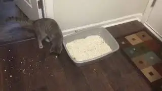 Skoon cat litter review: Part 3