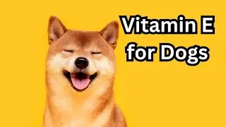 Vitamin E for Dogs | Supplement Guide