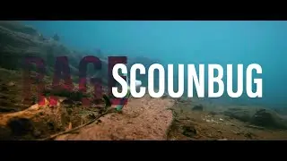 ALL NEW Strike King Rage Scounbug 4