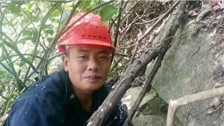 大哥山里找野蜂，仅用这几个小技巧就找到了价值上千的强群蜂窝