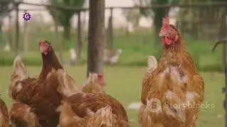 Smart feed planning starts with knowing how much your birds actually eat