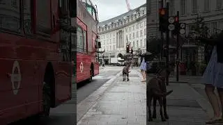 When the London bus driver loves dogs #london #dogphotographer #iconicdogs #londondogphotographer
