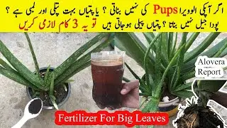 3 Secretes to Grow Big Alovera Leaves & Pups اگرآپکی الوویرا کی پتیاں بہت چھوٹی ہیں تویا 3 کام کریں