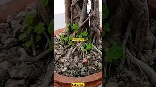 35 years Old Bonsai Peepal Tree Gardening Tips 🌳😍 #shorts #gardeningtips #youtubeshorts #peepaltree