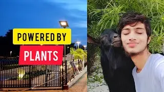 Power of my giant rescued goat 😱 He destroys everything with headbutt