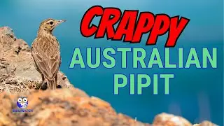 Crappy Bird Footage of an Australian Pipit - But You'll Learn Stuff