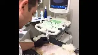 Procedimento de biópsia guiada por ultrassom em cão