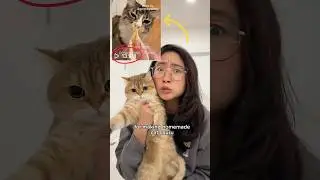 making homemade churu for my cats #cat
