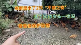 鸡群里飞来2只“不速之客”，看着像国家保护动物，看看你认识吗