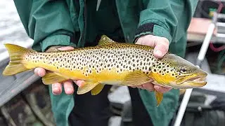 SENTIDOS, ALIMENTACION Y COMPORTAMIENTO DE LAS TRUCHAS APLICADOS A LA PESCA CON MOSCA, Fly Fishing