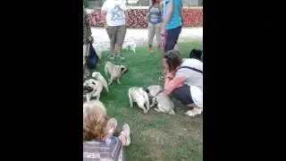Pug birthday party!