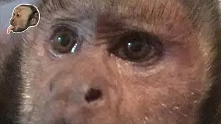 Capuchin Monkey Mail  & Fun!